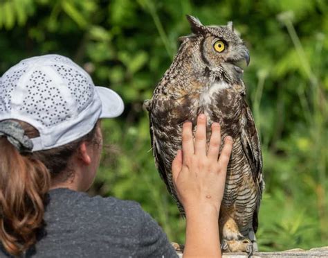 are woodpeckers scared of owls